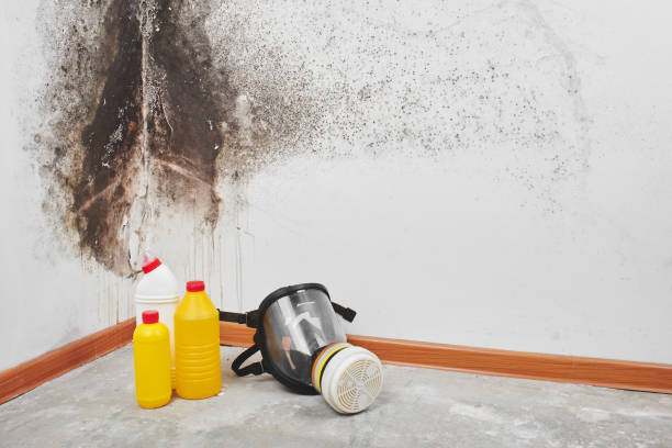 Best Mold Remediation  in Logan, WV