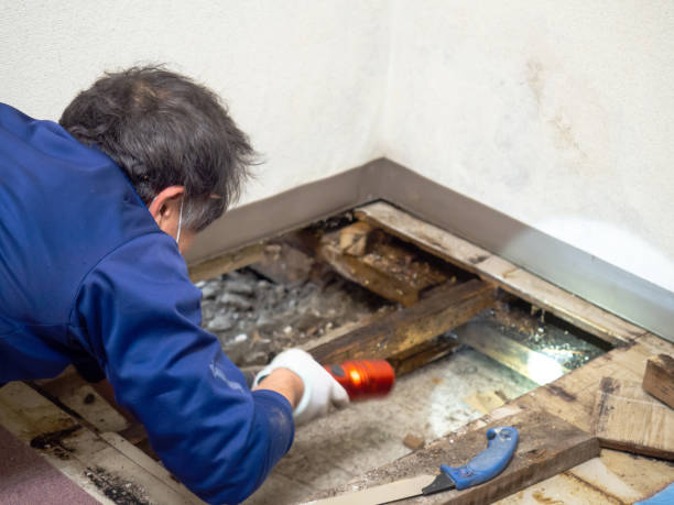 Best Mold Cleaning Services  in Logan, WV