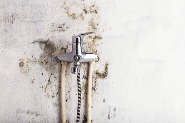 Best Mold Remediation Experts  in Logan, WV