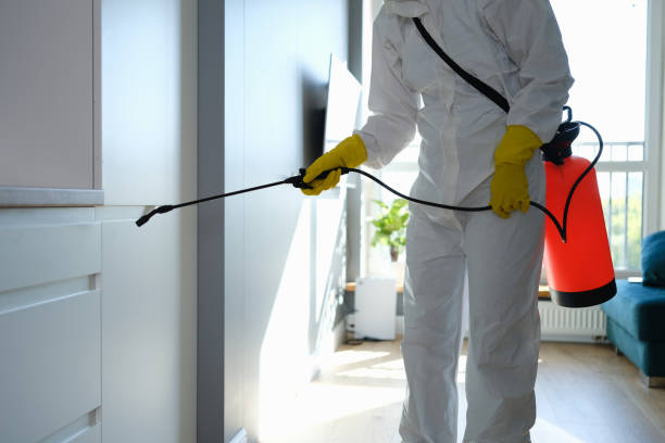 Best Attic Mold Removal  in Logan, WV