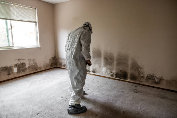 Best Mold Damage Repair  in Logan, WV