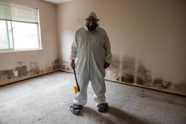Professional Mold Removal in Logan, WV