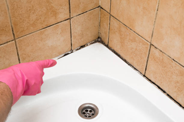 Best Emergency Mold Removal  in Logan, WV